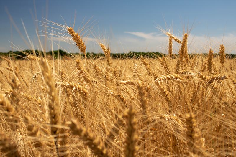 Kansas