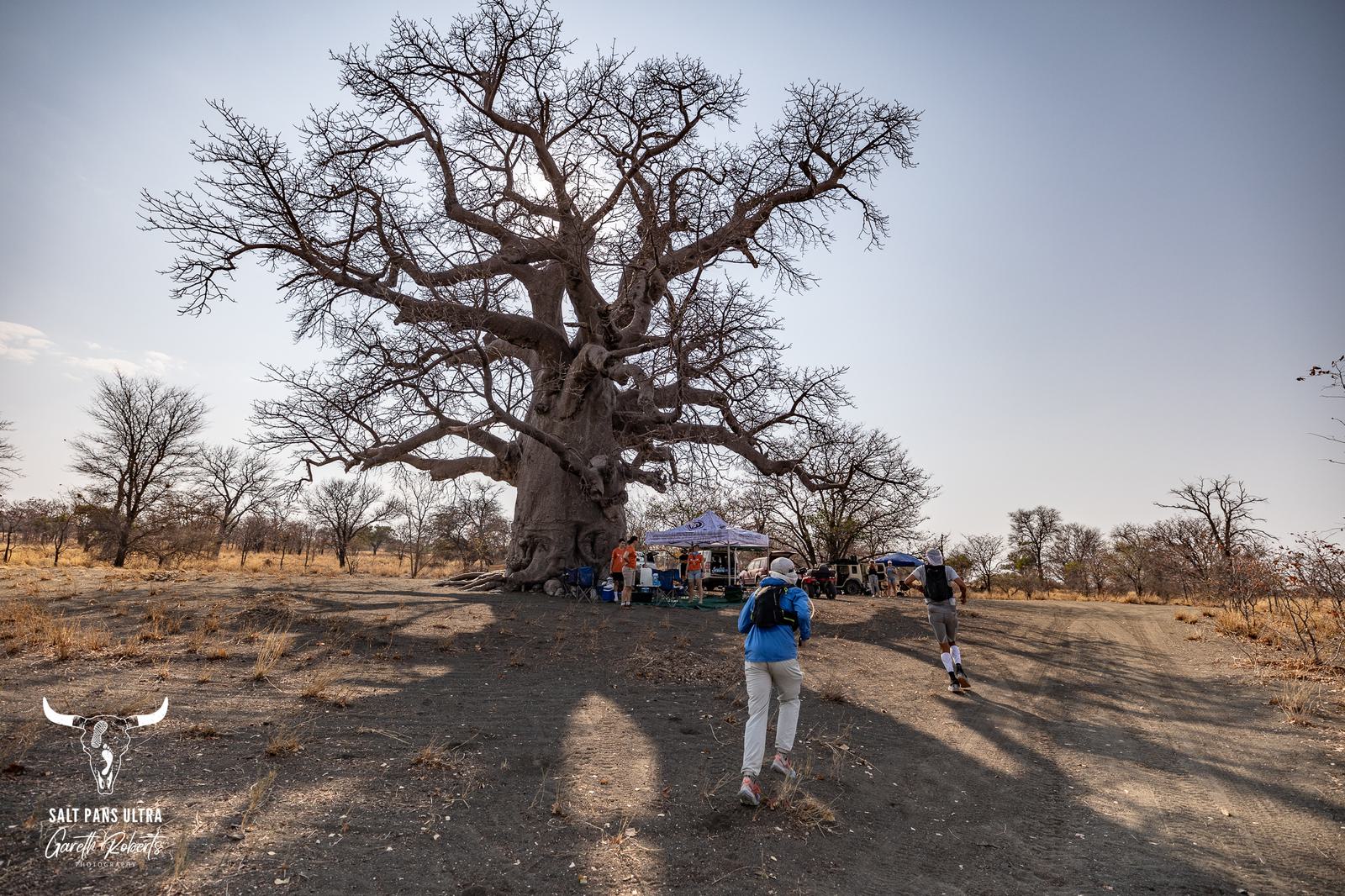Two people walk towards a large baobab tree under a clear sky. A small gathering with a tent and refreshments is situated near the tree, surrounded by a sparse, dry landscape. A logo with a bull’s head is visible in the image.