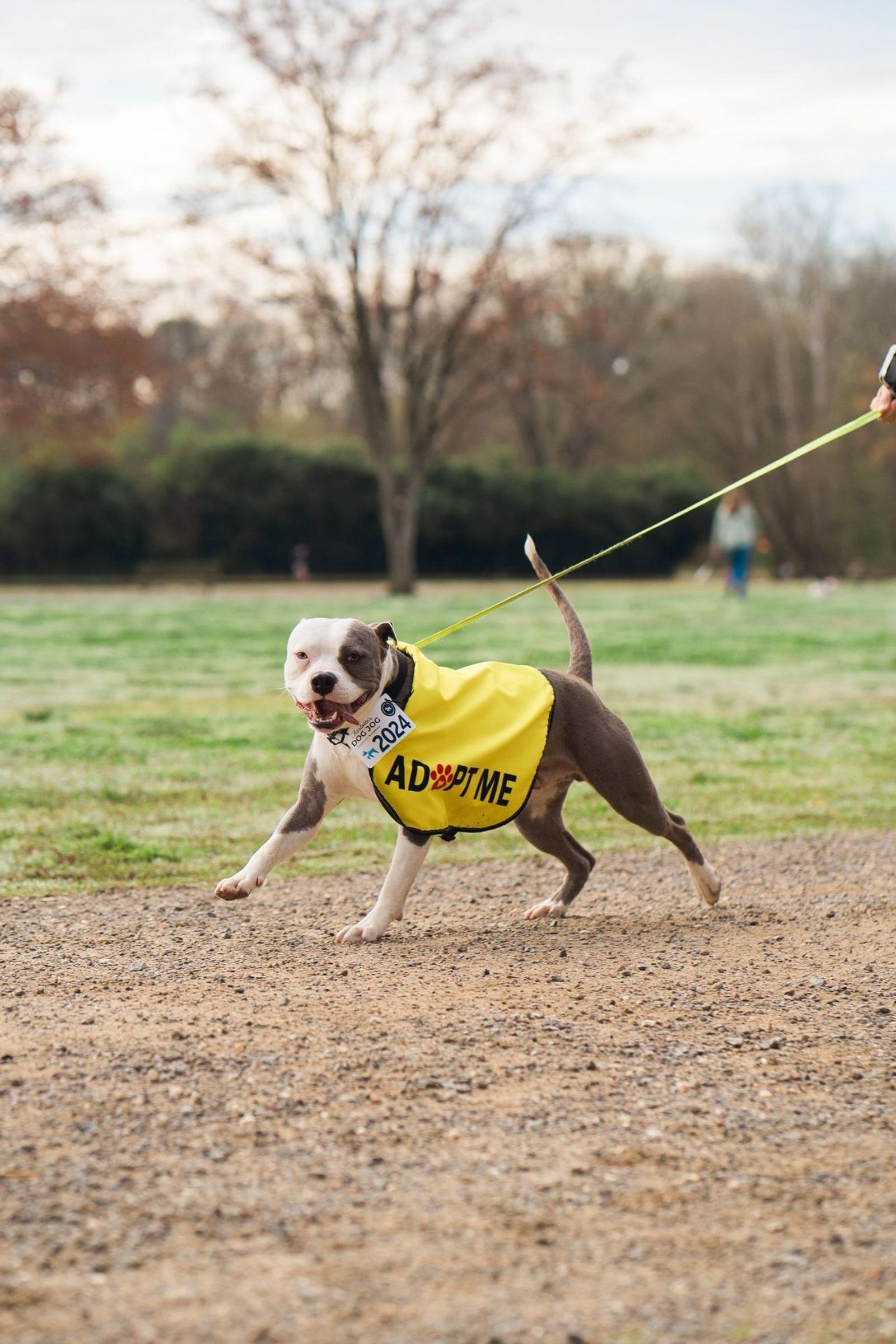 A gray and white dog wearing a yellow "Adopt Me" vest walks on a leash in a park. The dog is looking ahead with its mouth open, and there are trees and grass in the background.