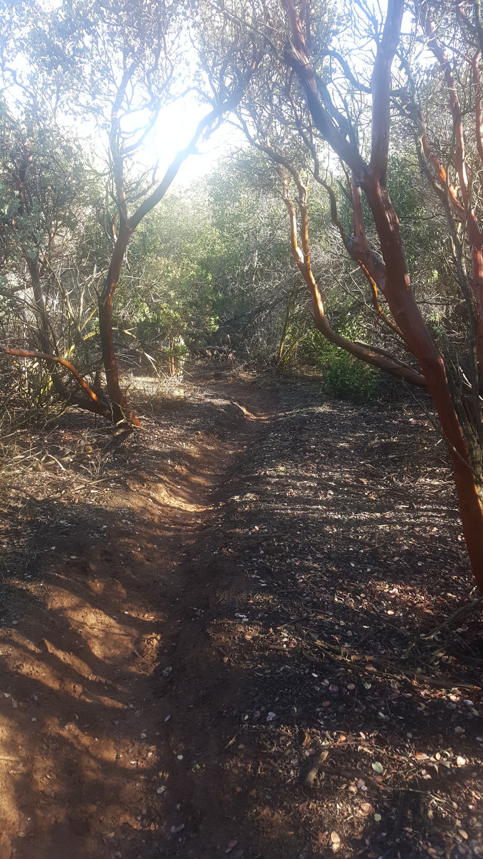 A dirt path winds through a sunlit forest, lined with twisting trees and scattered dry leaves. The sunlight filters through the branches, casting dappled shadows on the ground.