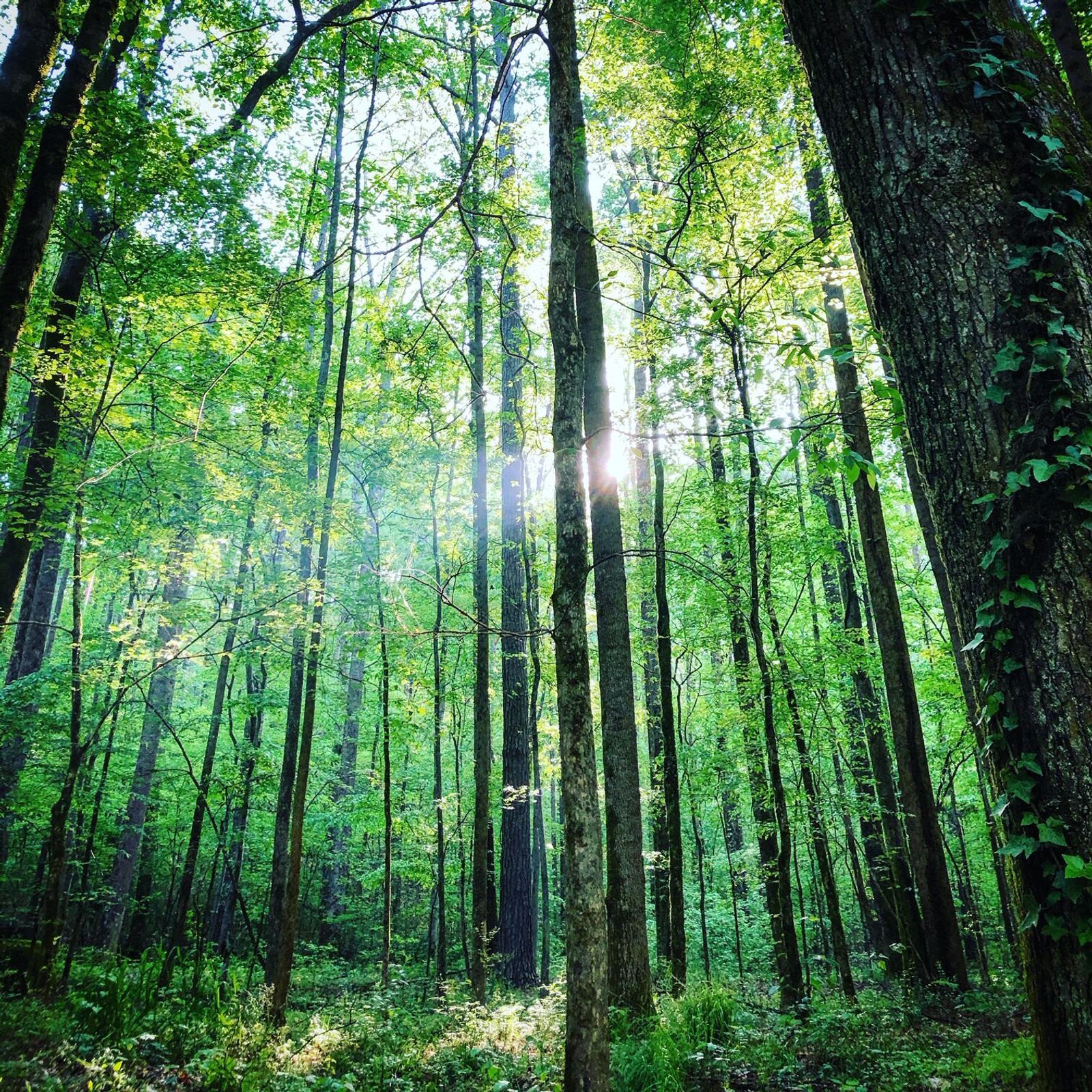 Sunlight filters through a dense forest, illuminating tall, slender trees and lush green foliage. The ground is carpeted with grass, creating a serene and vibrant natural scene.
