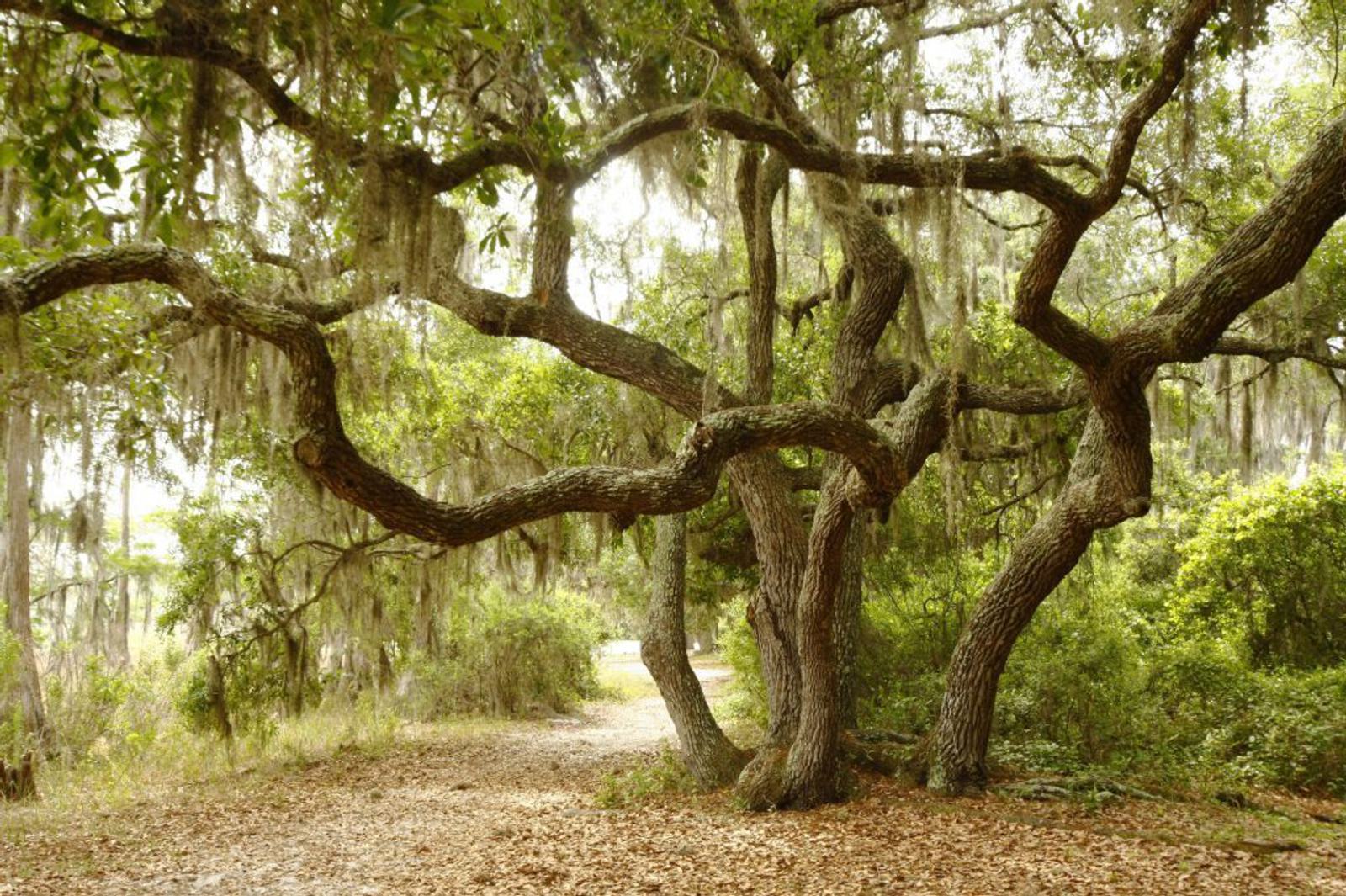 A sprawling oak tree with twisted branches covered in Spanish moss stands over a leaf-strewn path. The surrounding area is lush with green foliage, creating a serene, natural setting.