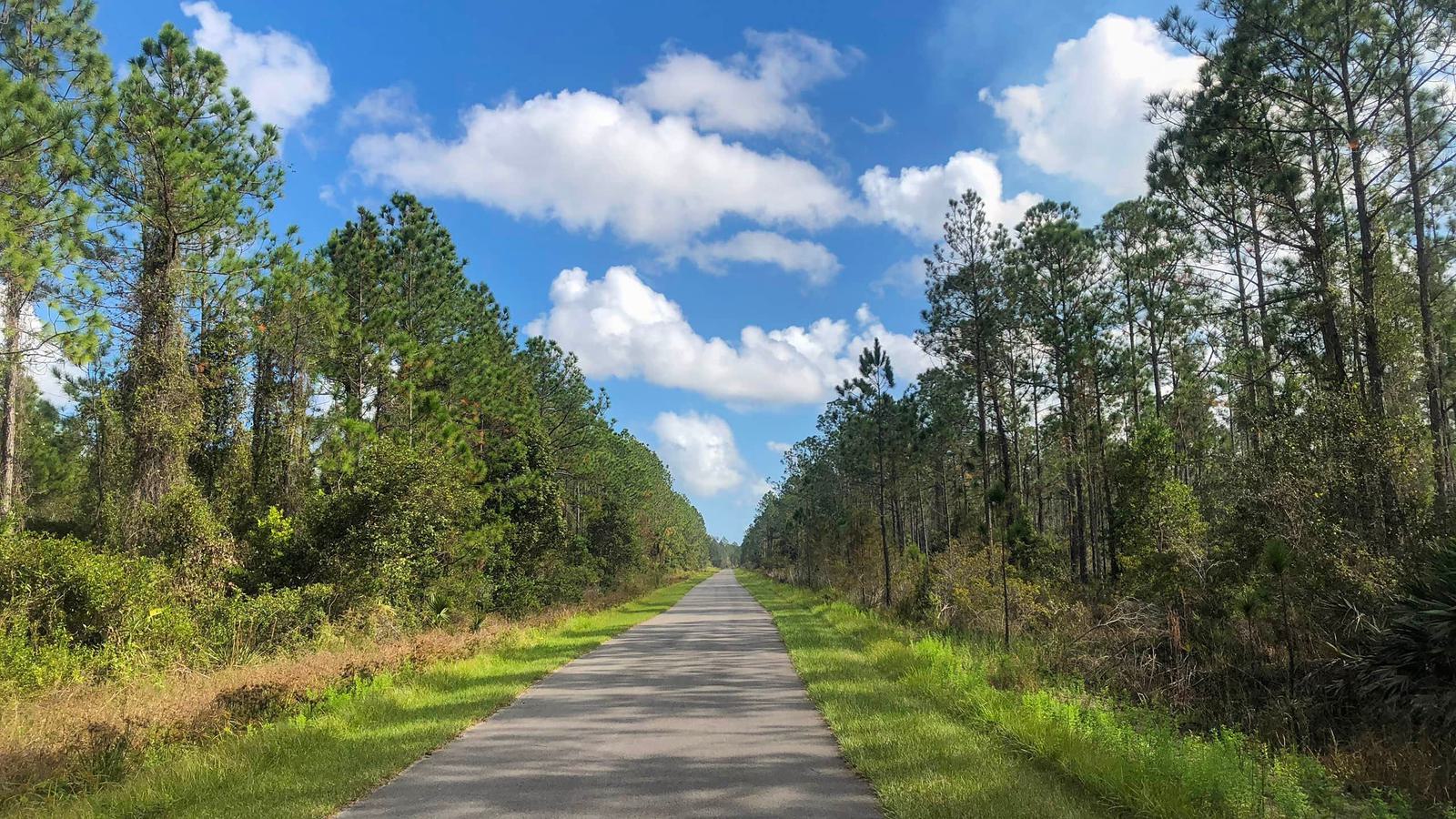 A paved path stretches into the distance, flanked by tall trees and lush greenery under a bright blue sky with scattered white clouds.