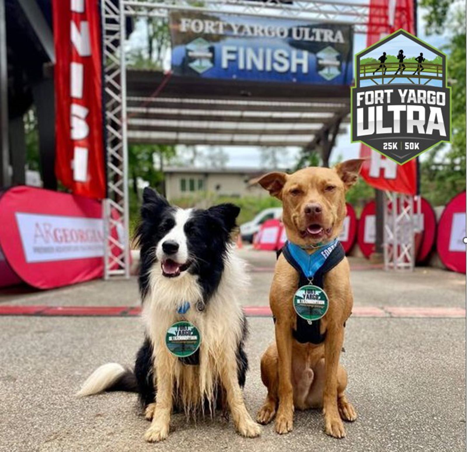 Two dogs wearing medals sit in front of the finish line at the Fort Yargo Ultra marathon event. A black-and-white dog is on the left, and a brown dog on the right. The background shows event banners and trees.