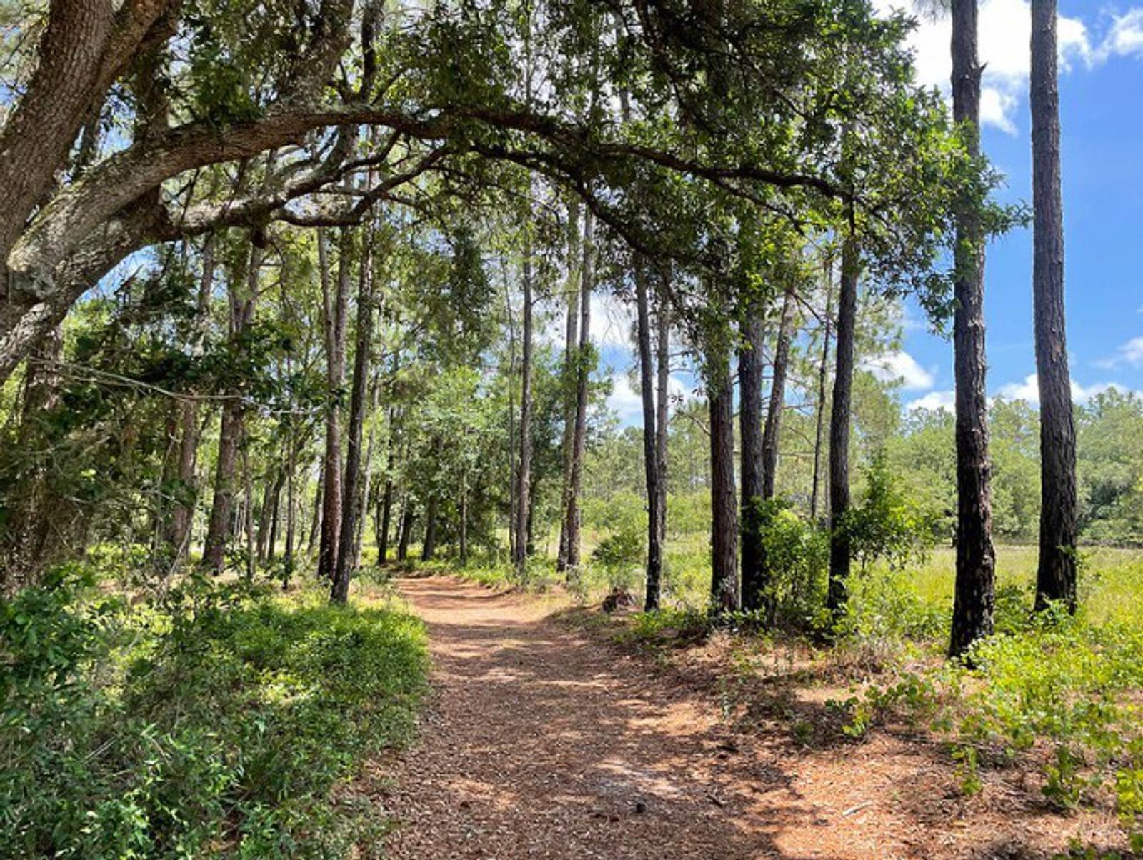 A sunlit dirt trail winds through a forest of tall trees with green foliage, casting dappled shadows on the path under a bright blue sky with scattered clouds.