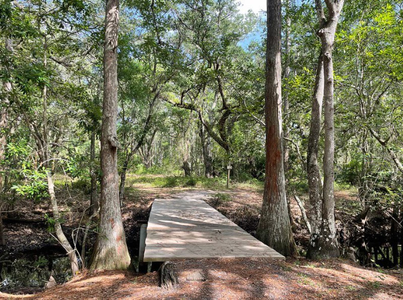 A wooden footbridge crosses a small stream in a lush, green forest with tall trees and dappled sunlight filtering through the leaves.