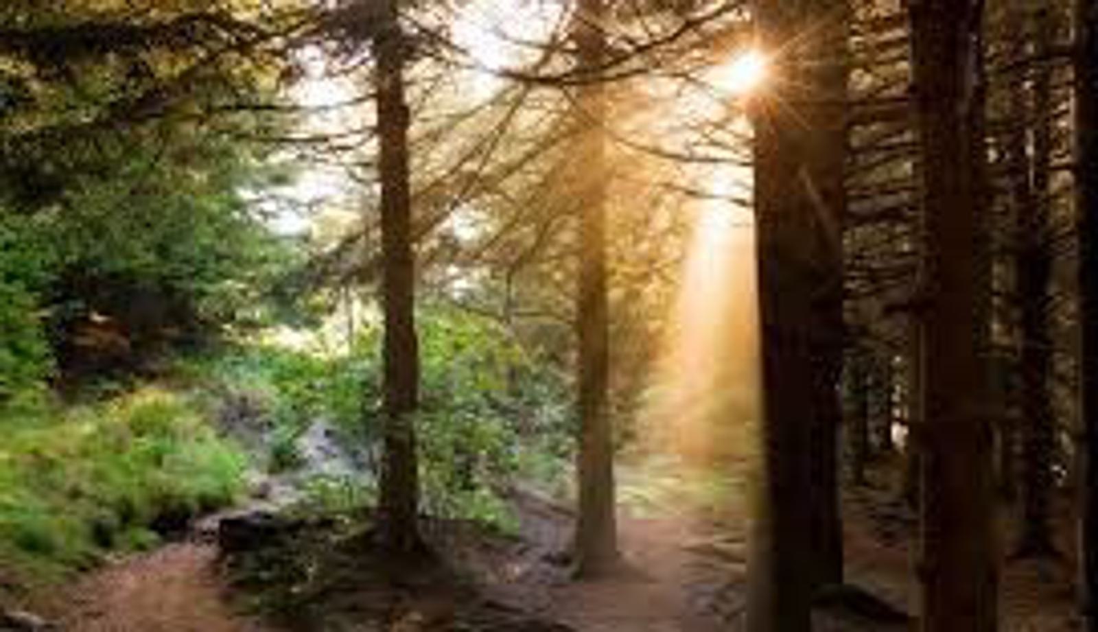 Sunlight filters through tall trees in a dense forest, casting warm rays on the pathway below. Lush green foliage surrounds the path, creating a serene and peaceful atmosphere.