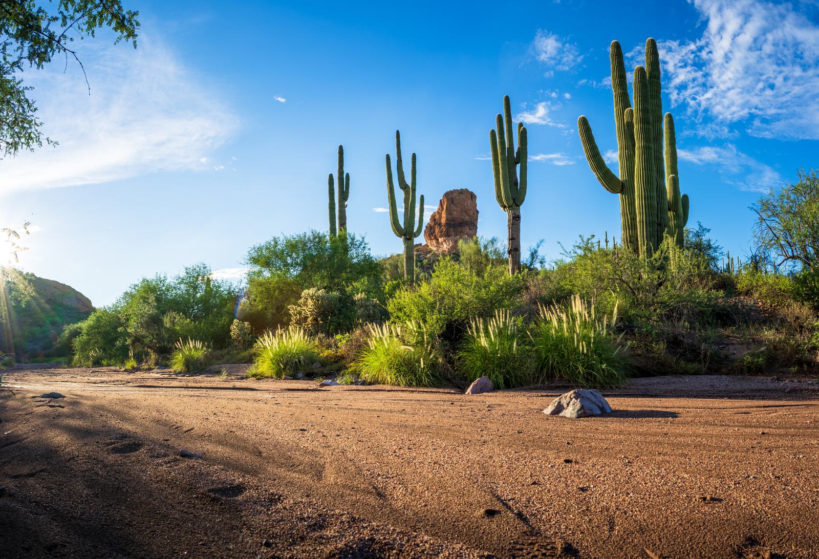 A desert landscape with tall cacti, green shrubs, and a sandy foreground under a clear blue sky. Sunlight peeks through the vegetation, casting shadows on the ground. A rocky formation is visible in the background.