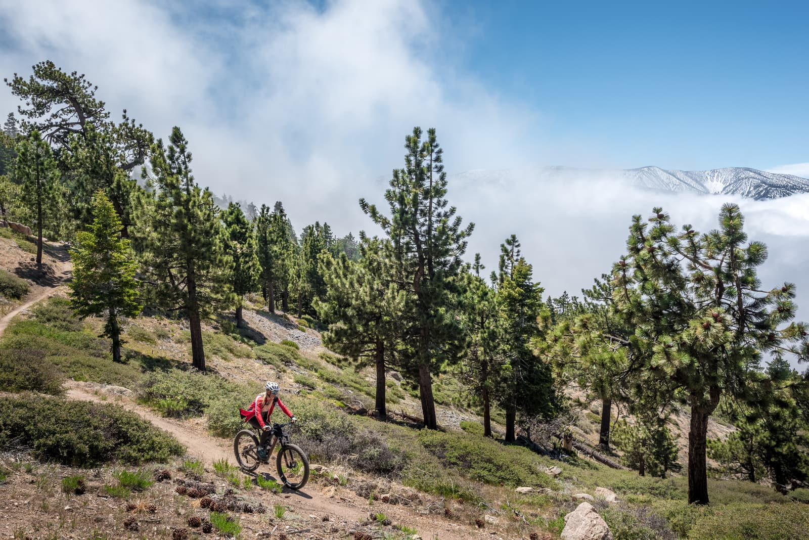 A person wearing a red jacket is mountain biking on a dirt trail through a forest of tall pine trees. The sky is clear blue with some distant clouds. Snow-capped mountains are visible in the background.