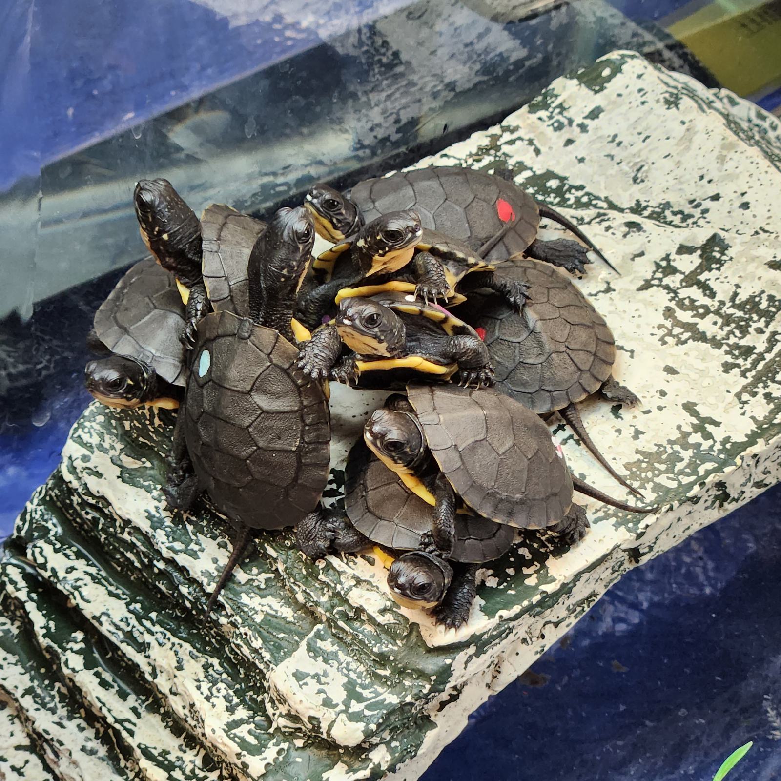 A group of small turtles with dark shells and yellow markings are clustered together on a textured rock in a tank. Some turtles have colored dots on their shells. The water in the tank is visible around the rock.