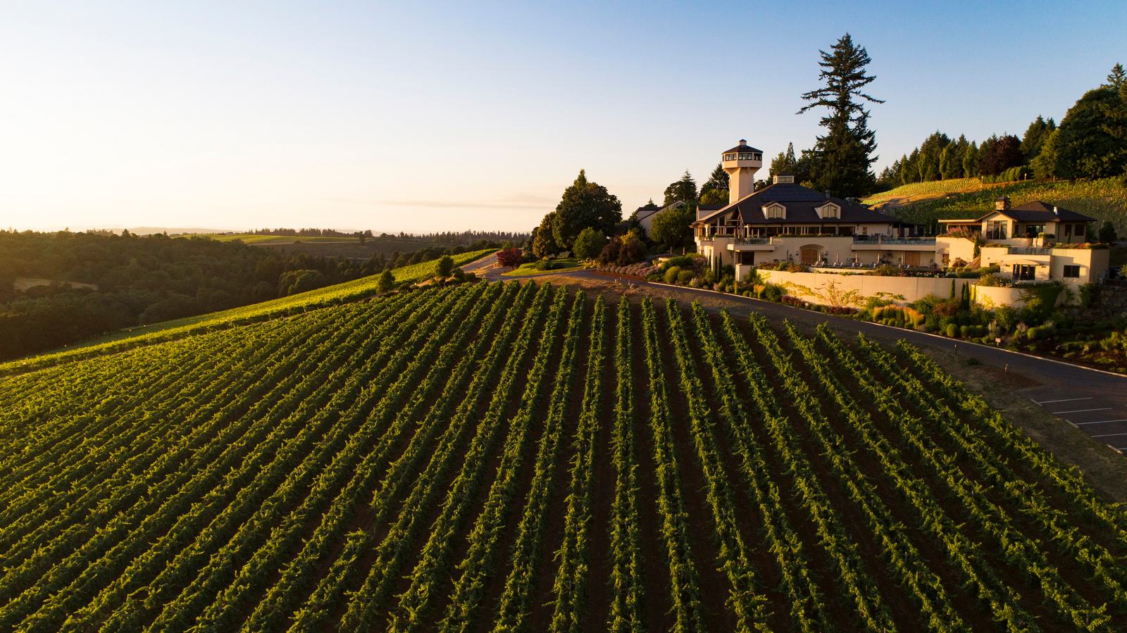 A scenic view of a vineyard at sunset, showcasing rows of grapevines stretching across rolling hills. A large house with a tower and surrounded by trees sits on a hilltop, with a vast landscape visible in the background.