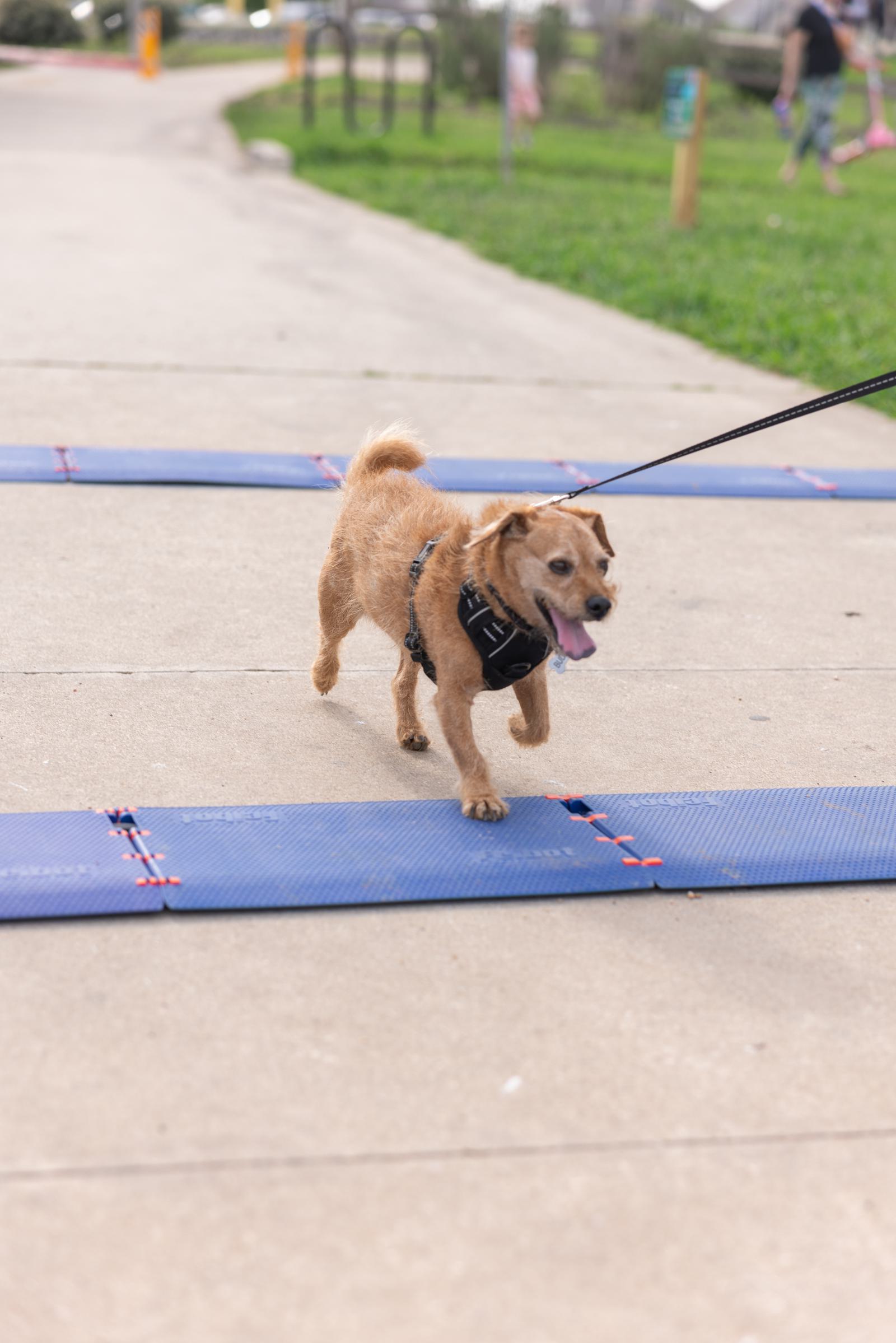 A small brown dog on a leash walks along a path with blue timing mats. The dog is wearing a black harness and its tongue is out, suggesting it's in motion. The background shows grass and blurred figures in a park-like setting.