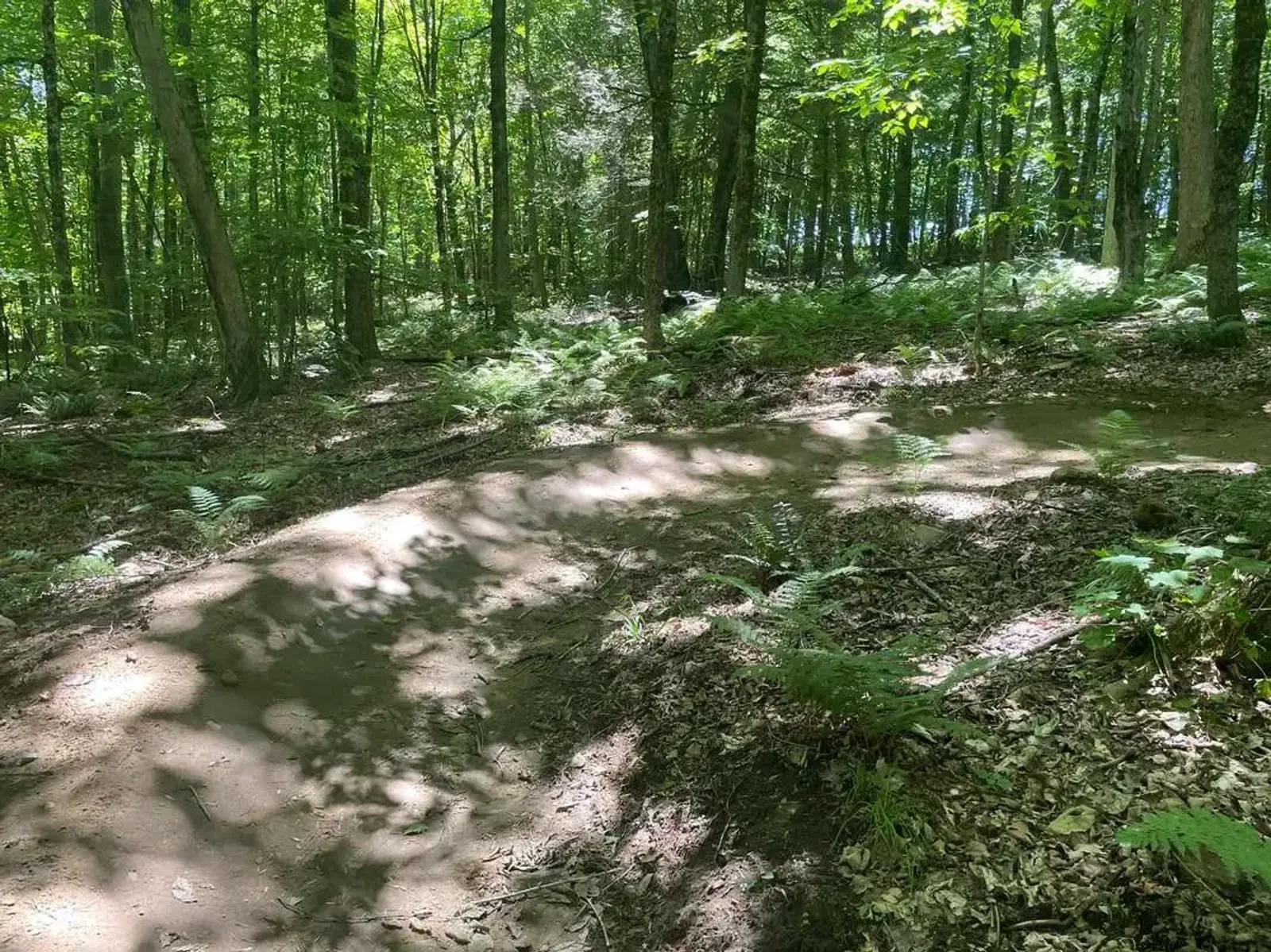 A dirt trail curves through a sunlit forest with green trees and ferns. Sunlight filters through the leaves, casting dappled shadows on the ground.