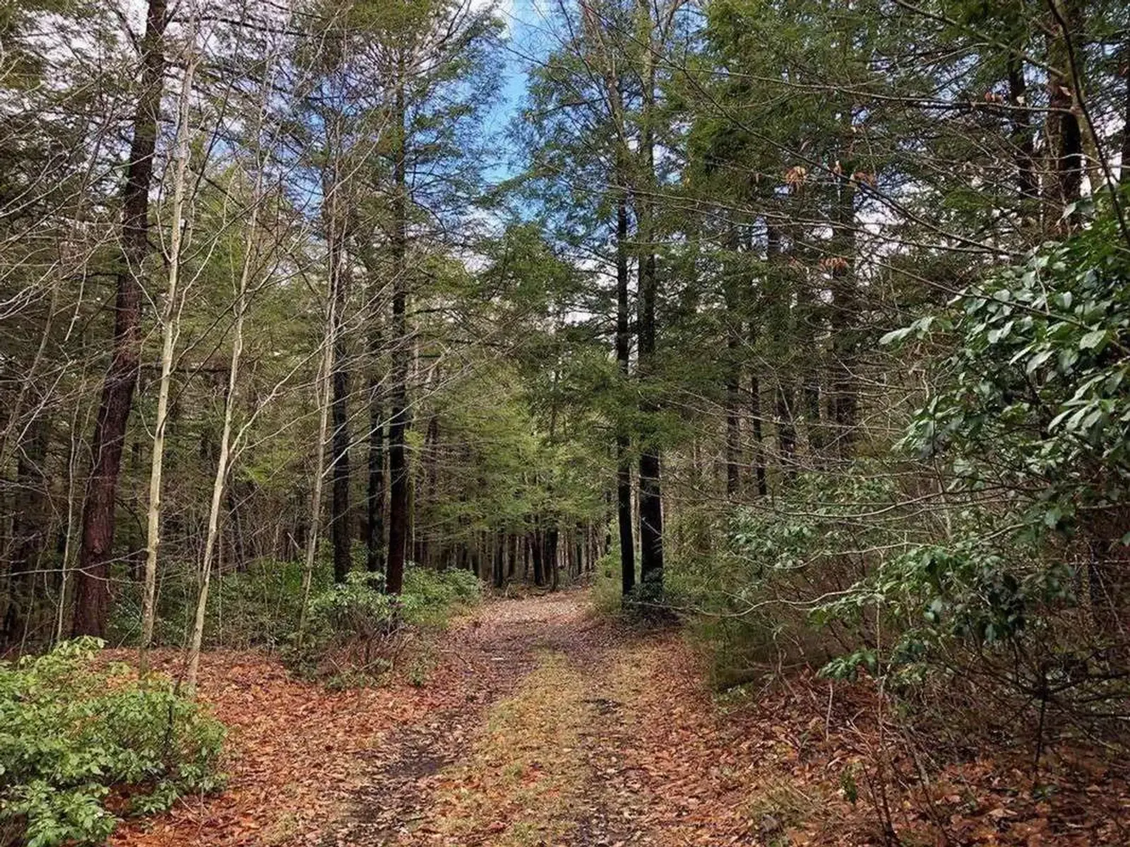 A dirt path winds through a dense forest with tall, green trees on both sides and fallen leaves scattered on the ground under a partly cloudy sky.