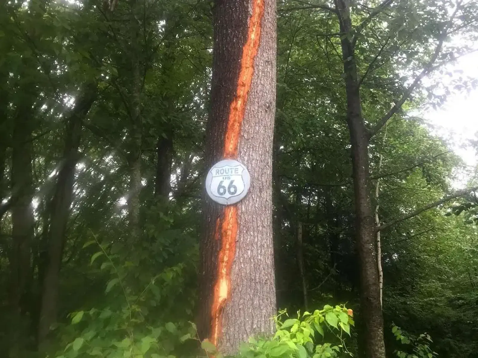A tree with a vertical strip of bark missing, possibly from a lightning strike, has a Route 66 sign attached to its trunk. The background is filled with green foliage and other trees.