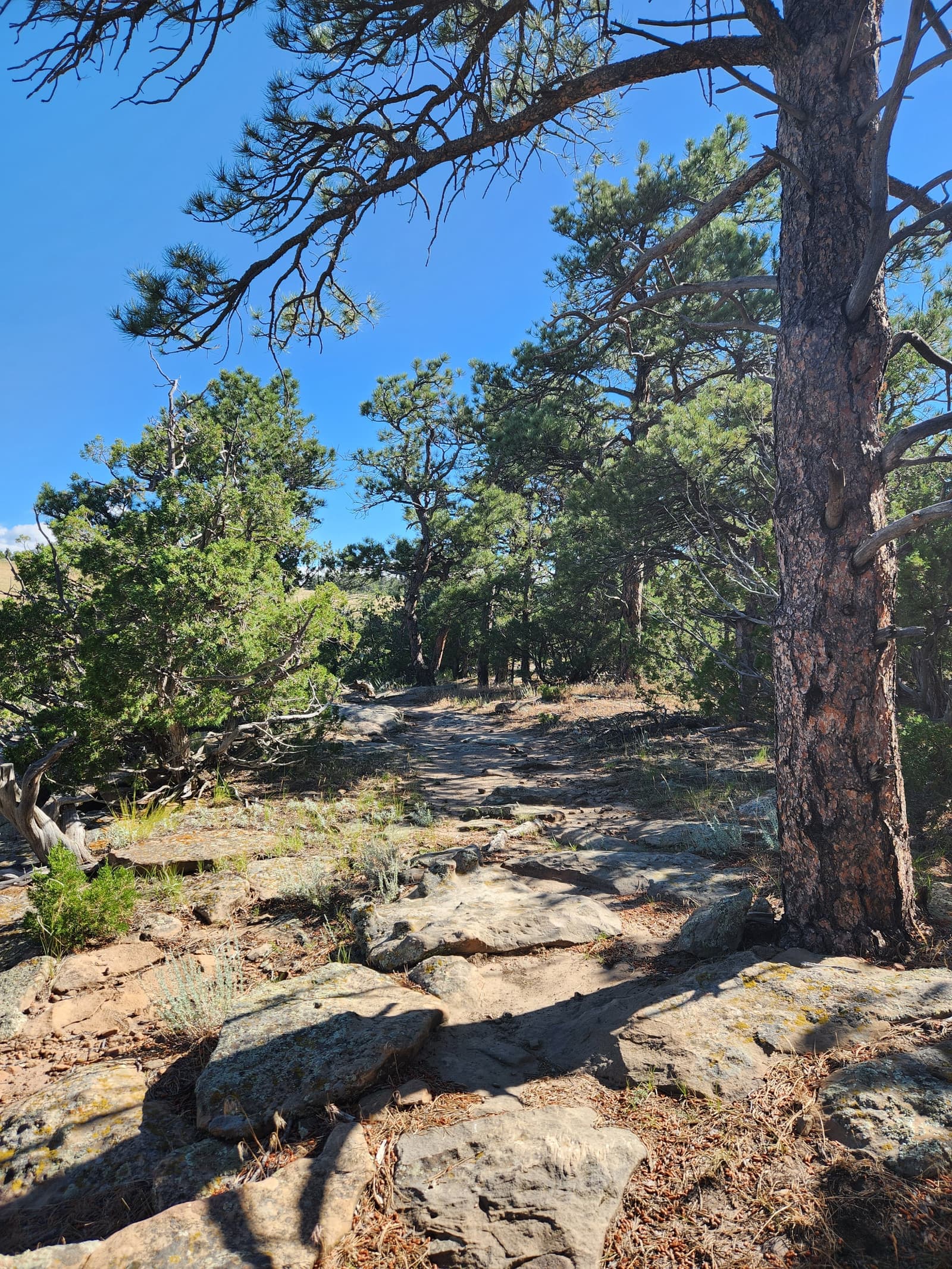 A rocky trail winds through a sunlit forest of pine trees, with patches of grass and shrubs scattered along the path under a clear blue sky.