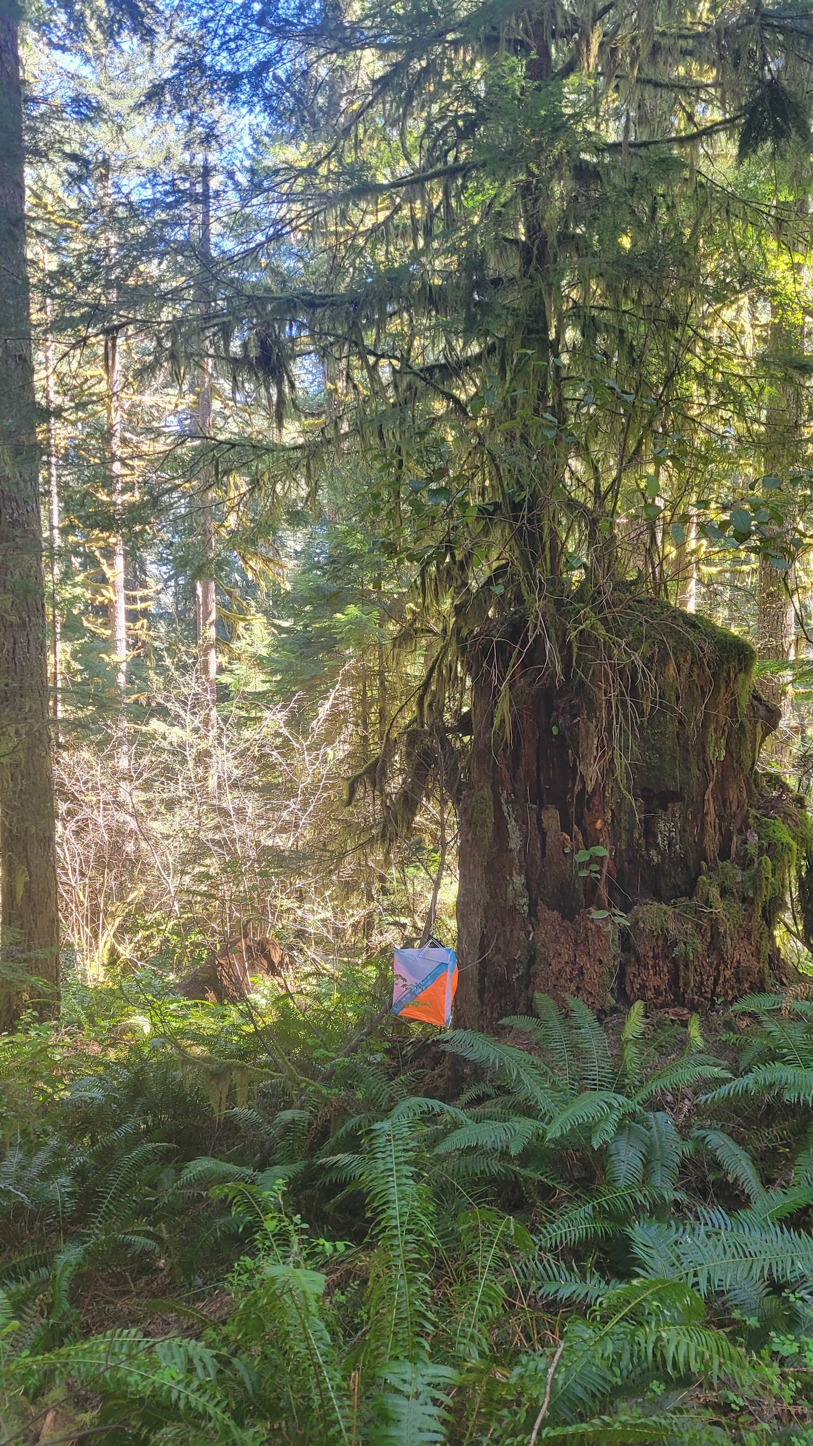 An orienteering flag is attached to a large mossy tree stump in a lush forest, surrounded by ferns and tall trees with sunlight filtering through the branches.