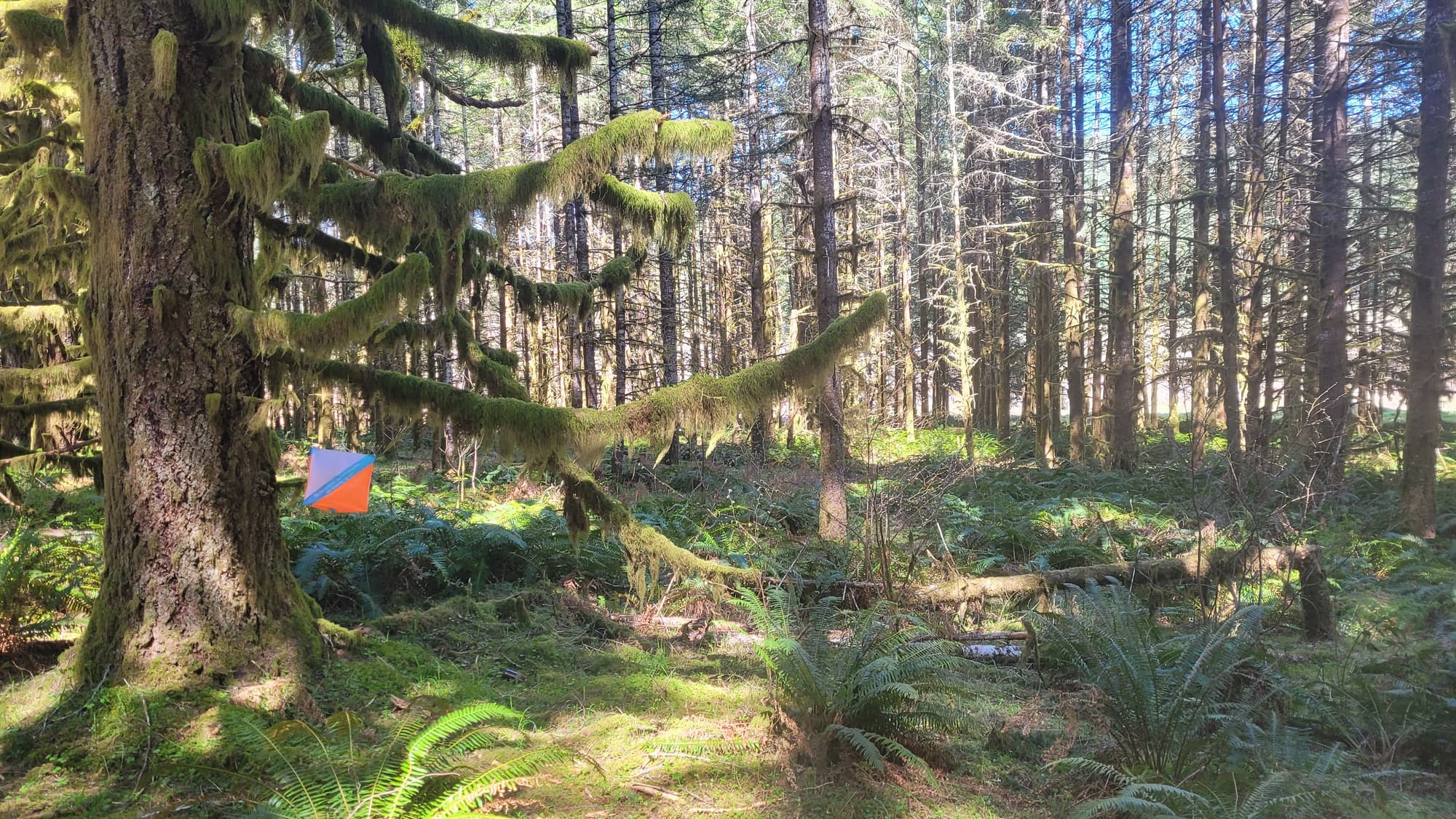 Mt Hood Orienteering header image
