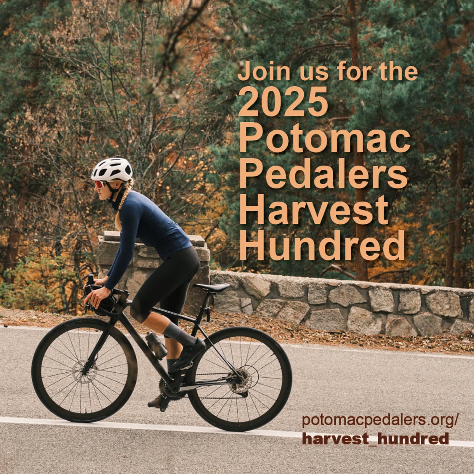 A cyclist rides a black bike on a road beside a stone wall, surrounded by tall trees. Text reads: "Join us for the 2025 Potomac Pedalers Harvest Hundred. potomacpedalers.org/harvest_hundred".