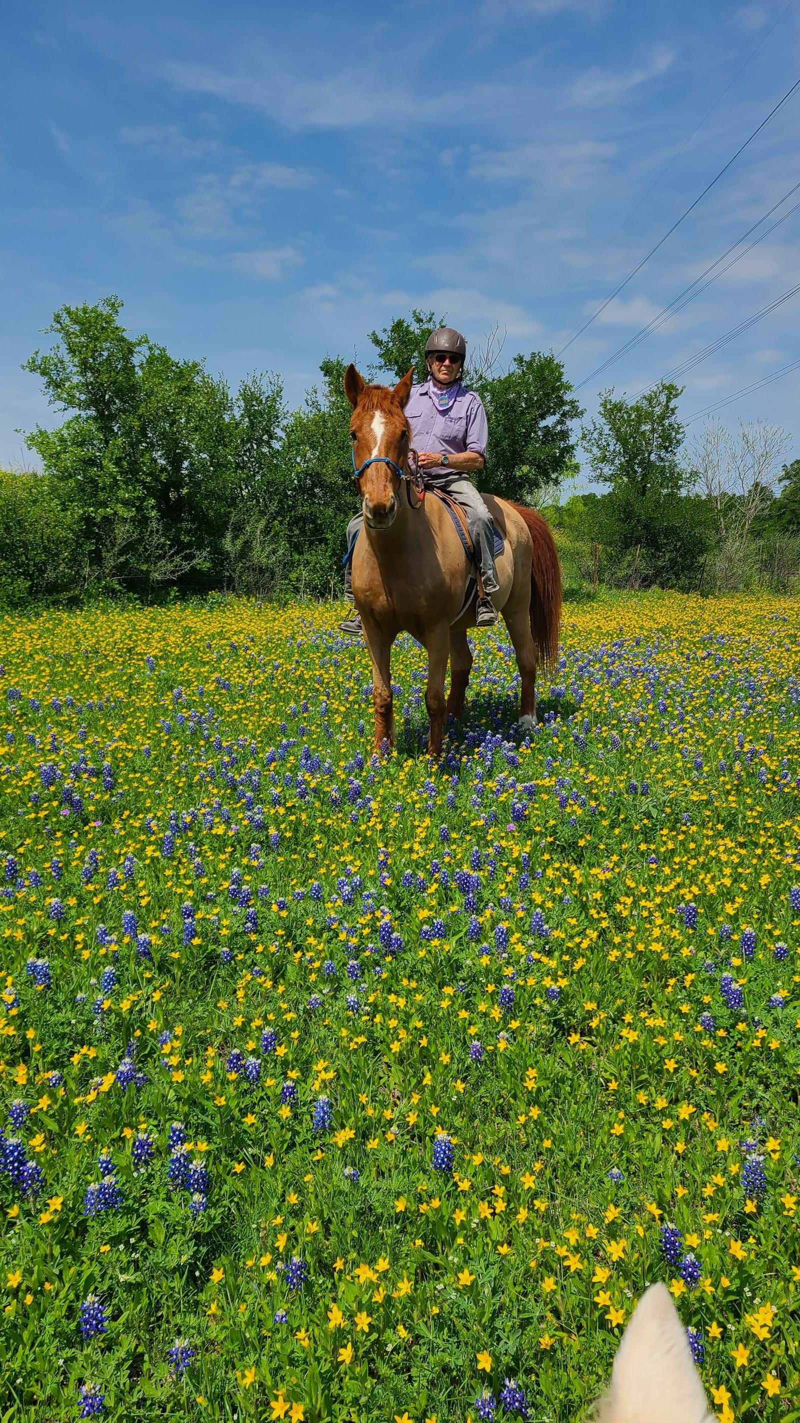 A person wearing a helmet rides a brown horse through a field filled with yellow and purple wildflowers under a blue sky with scattered clouds. Trees border the field in the background.