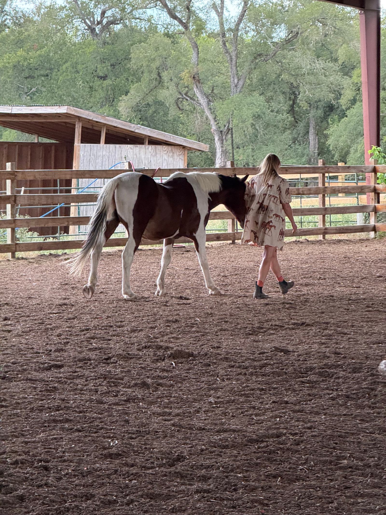 A girl in a patterned dress walks beside a black and white horse in a fenced, covered outdoor area with trees and wooden structures in the background.