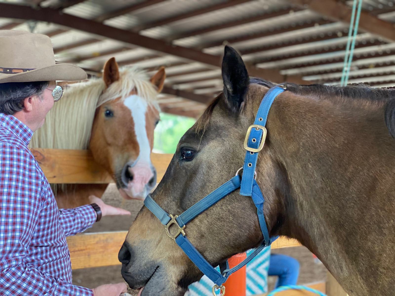 A person in a cowboy hat and plaid shirt stands next to a brown horse with a blue halter, reaching toward a second, lighter-colored horse behind a wooden fence in a covered stable.