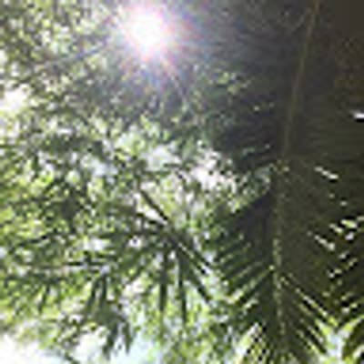 Amanda Woo profile picture