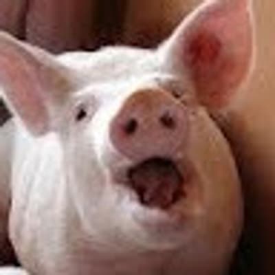 Peck 2465 profile picture