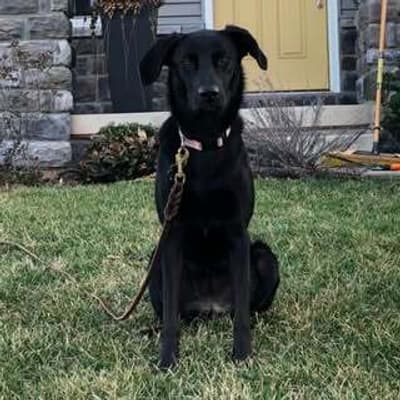 Stephen Biehl profile picture