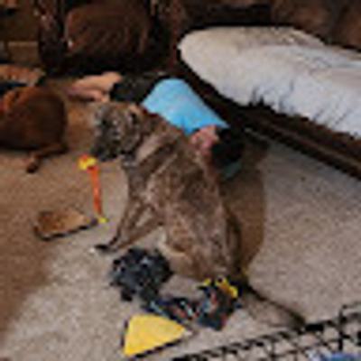 Danica Stridiron profile picture