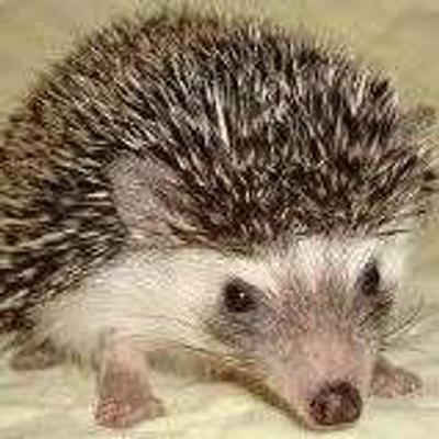 Cyndi Hibbard profile picture